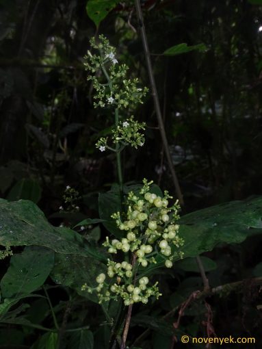 Image of undetermined plant Ecuador Palicourea Psychotria