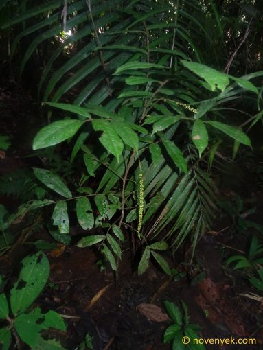 Image of undetermined plant Ecuador Picramnia