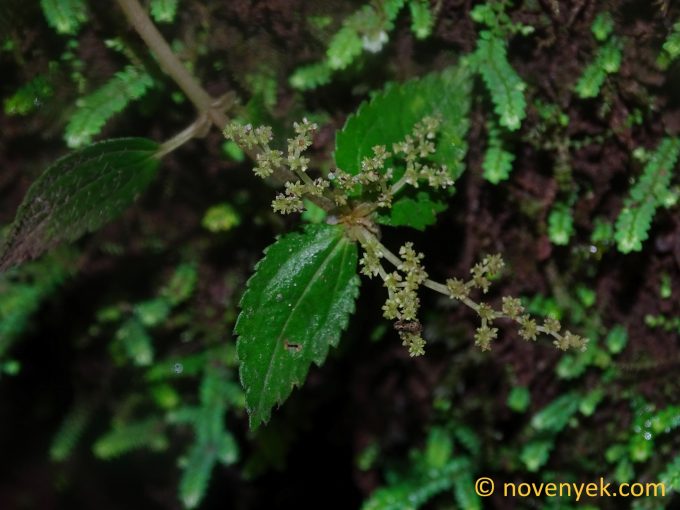 Image of undetermined plant Ecuador Pilea (2)