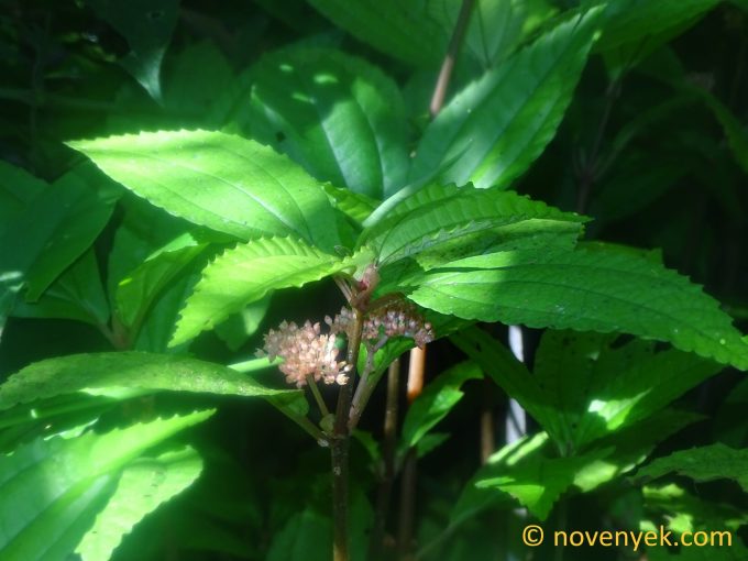 Image of undetermined plant Ecuador Pilea (3)