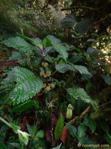 Image of undetermined plant Ecuador Pilea
