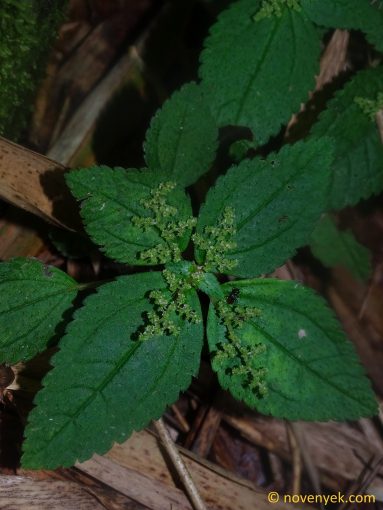 Image of undetermined plant Ecuador Pilea aff pubescens