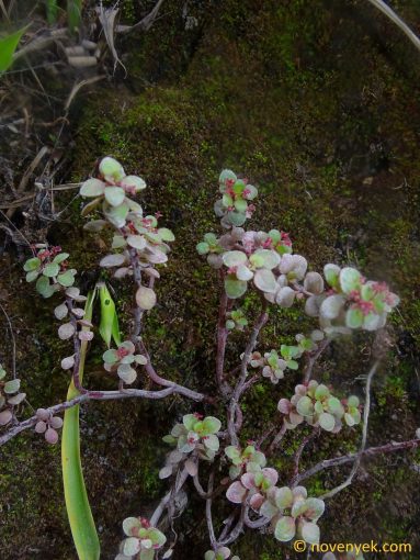 Image of undetermined plant Ecuador Pilea aff. serpyllacea