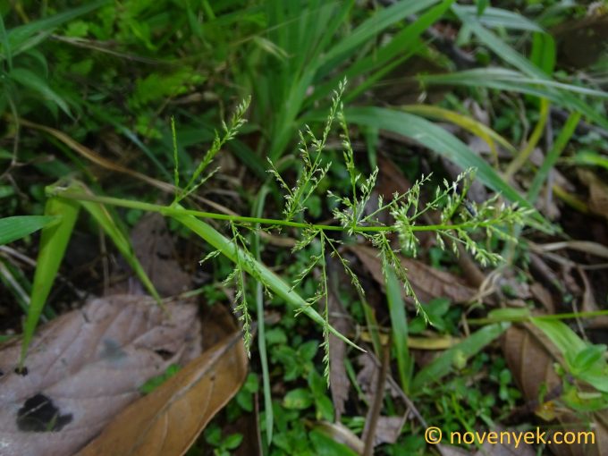 Image of undetermined plant Ecuador Poaceae (2)