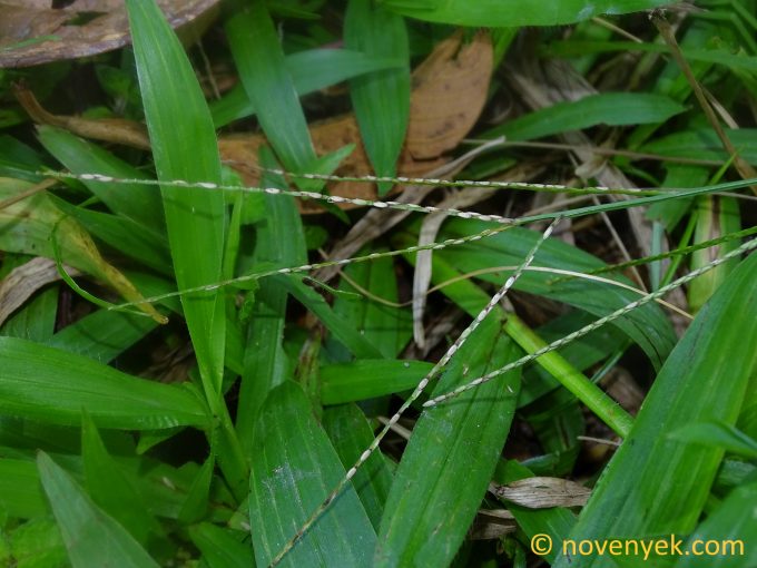 Image of undetermined plant Ecuador Poaceae (3)
