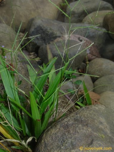Image of undetermined plant Ecuador Poaceae (6)