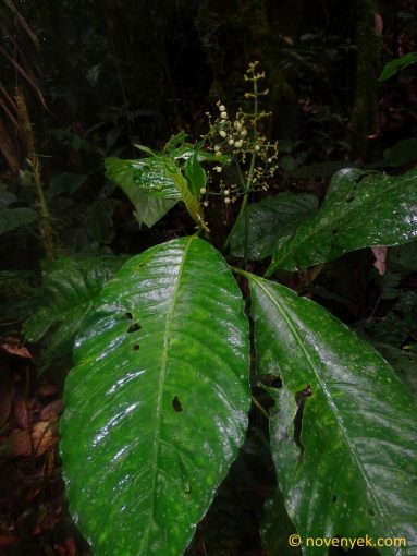 Image of undetermined plant Ecuador Psychotria Gonzalogunia