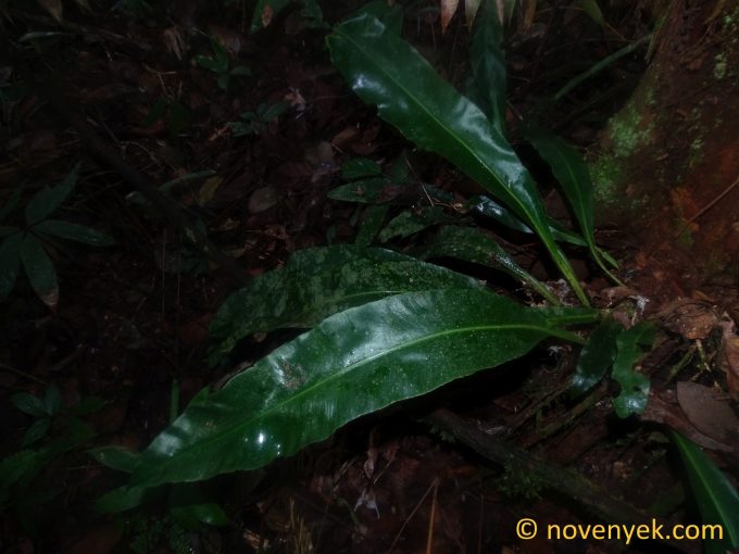 Image of undetermined plant Ecuador Pteridophyta (10)