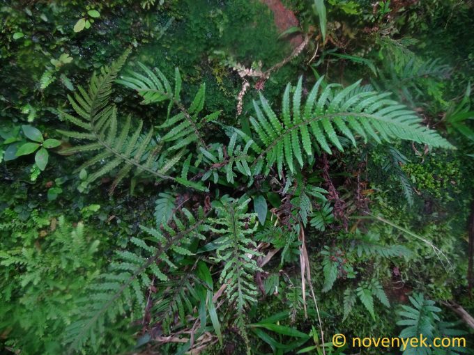 Image of undetermined plant Ecuador Pteridophyta (11)
