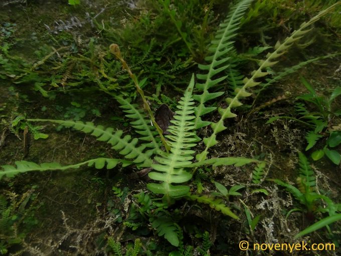 Image of undetermined plant Ecuador Pteridophyta (12)