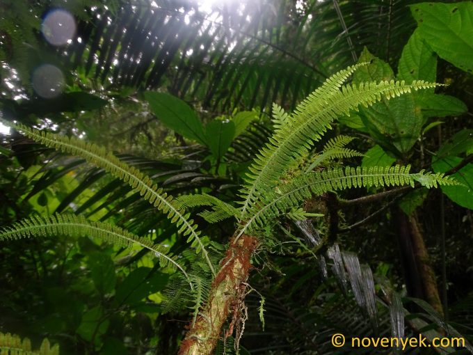 Image of undetermined plant Ecuador Pteridophyta (13)