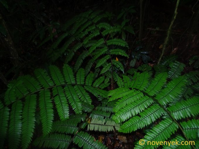 Image of undetermined plant Ecuador Pteridophyta (2)