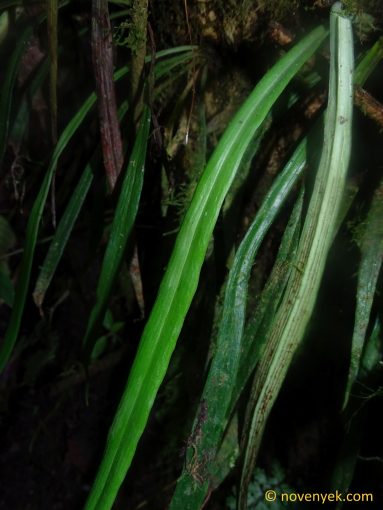 Image of undetermined plant Ecuador Pteridophyta (4)