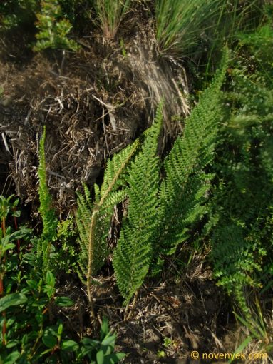 Image of undetermined plant Ecuador Pteridophyta (7)