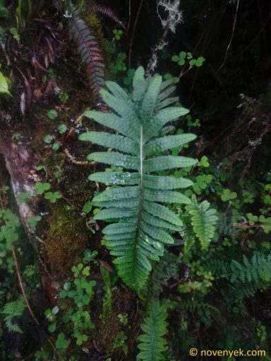 Image of undetermined plant Ecuador Pteridophyta (8)