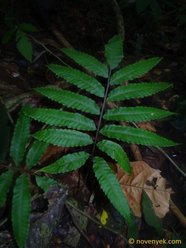 Image of undetermined plant Ecuador Pteridophyta (9)