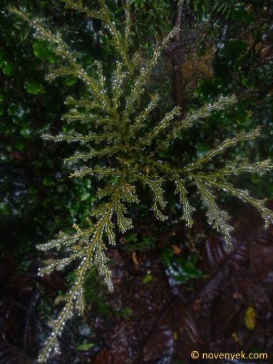 Image of undetermined plant Ecuador Selaginella (2)
