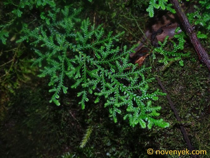Image of undetermined plant Ecuador Selaginella (3)