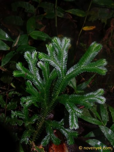 Image of undetermined plant Ecuador Selaginella (4)