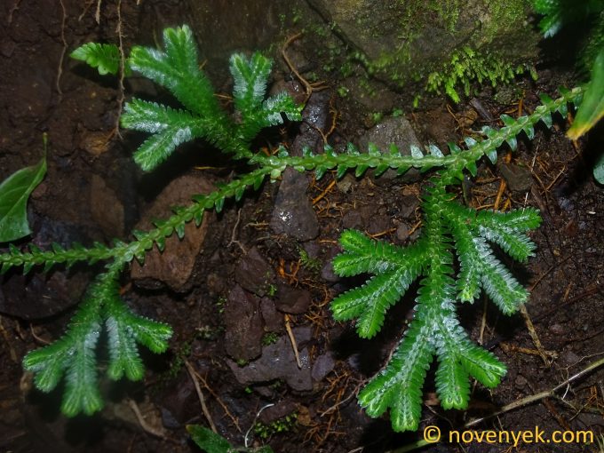 Image of undetermined plant Ecuador Selaginella (5)