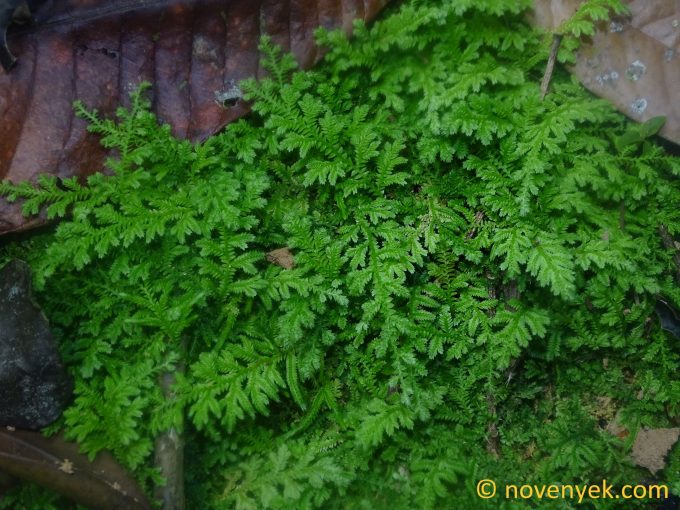 Image of undetermined plant Ecuador Selaginella (7)