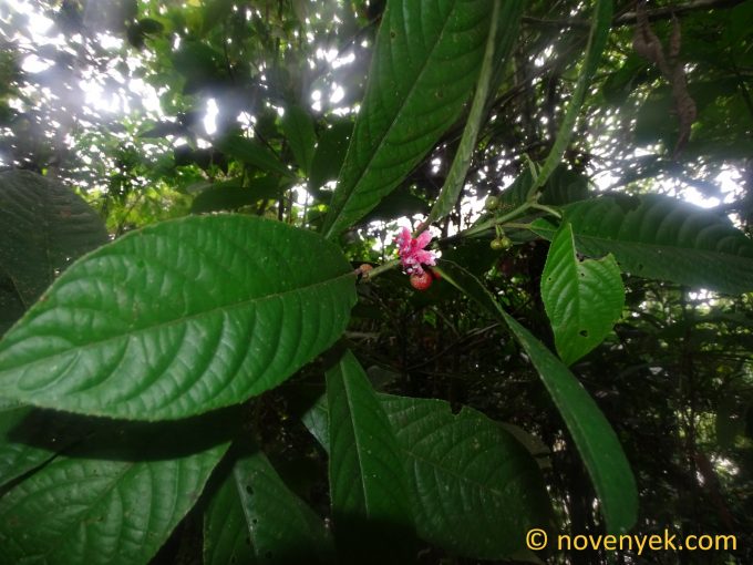 Image of undetermined plant Ecuador Siparuna