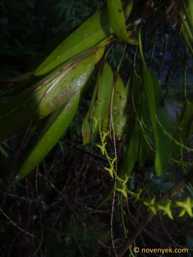 Image of undetermined plant Ecuador Stelis (1)