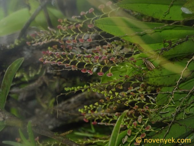 Image of undetermined plant Ecuador Stelis (2)