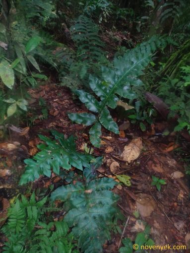 Image of undetermined plant Ecuador Tectaria