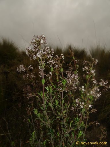 Image of undetermined plant Ecuador Valeriana