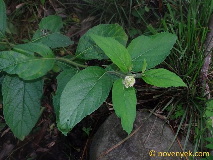 Image of undetermined plant Ecuador Varronia