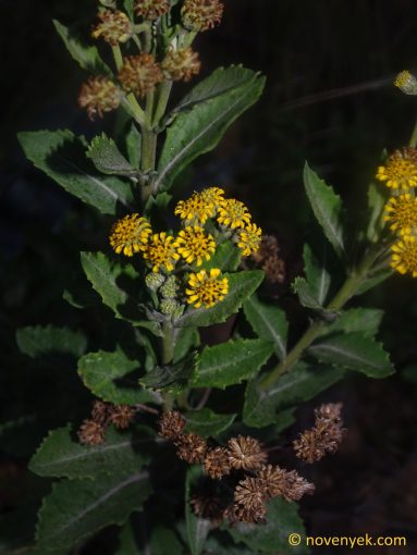 Image of undetermined plant Ecuador Verbesina sodiroi dentata