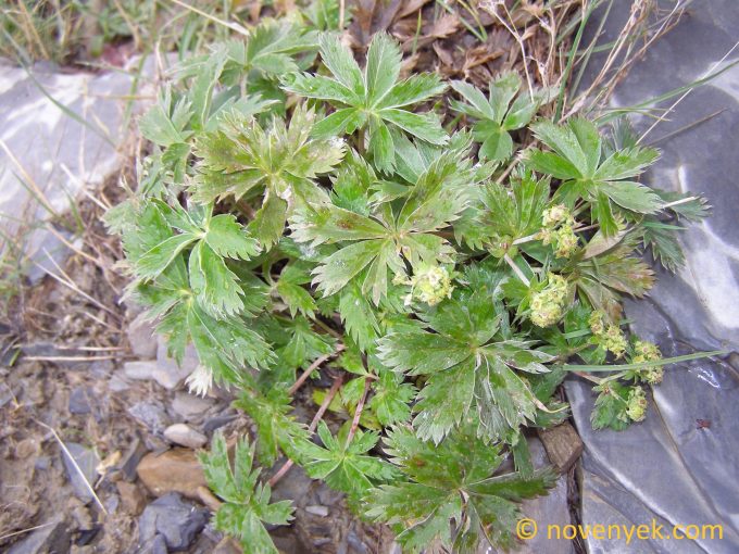 Image of undetermined plant Georgia Alchemilla 2