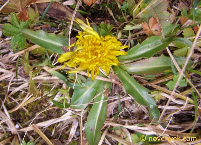 Image of undetermined plant Georgia Taraxacum