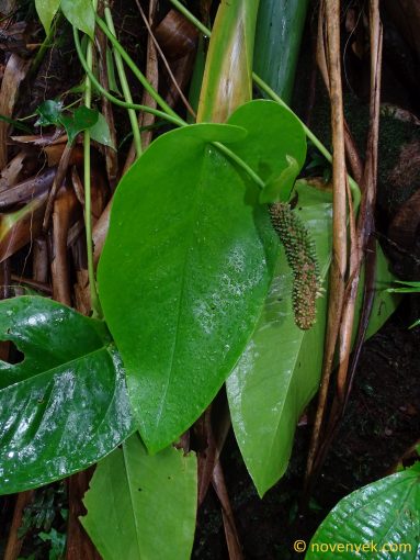 Image of undetermined plant Guadeloupe Anthurium