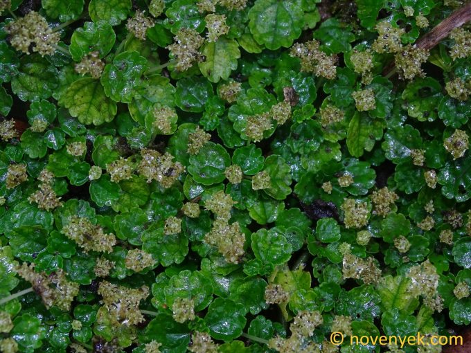 Image of undetermined plant Guadeloupe Pilea (2)