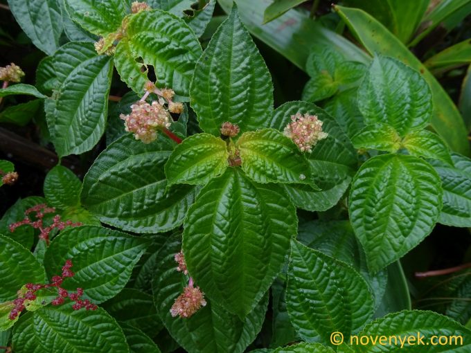 Image of undetermined plant Guadeloupe Pilea aff acuminata