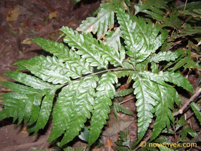 Image of undetermined plant Nicaaragua Pteridophyta (4)
