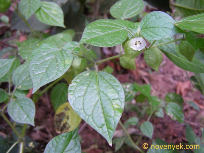 Image of undetermined plant Nicaragua Physalis cordata o pruinosa
