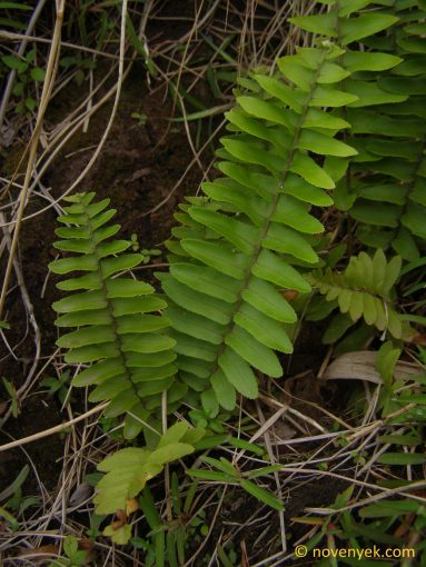 Image of undetermined plant Nicaragua Pteridophyta (5)