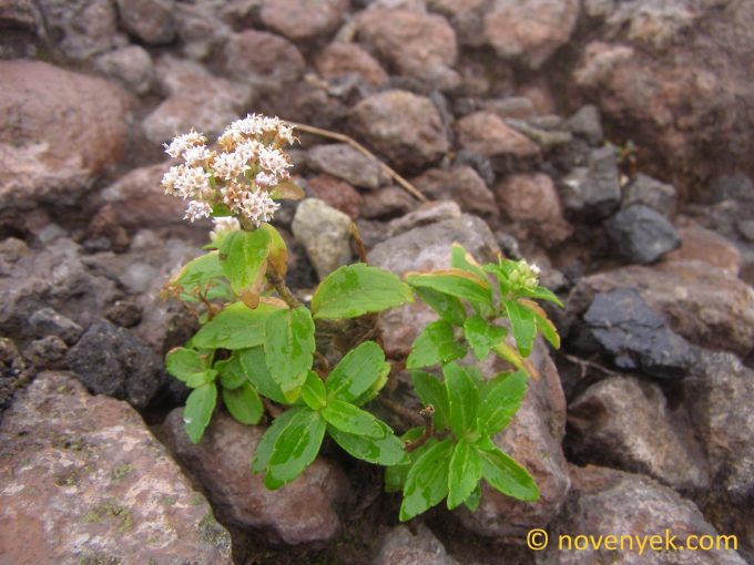 Image of undetermined plant Nicaragua Stevia