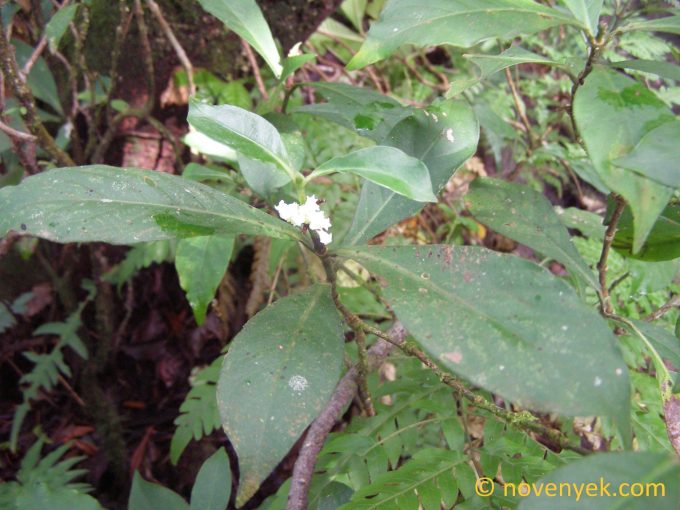 Image of undetermined plant Nicaragua cf Sommera montana