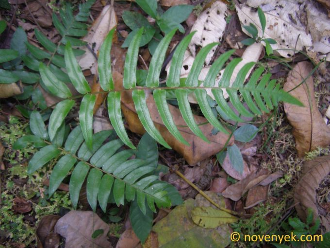 Image of undetermined plant Panama Pteridophyta (20)
