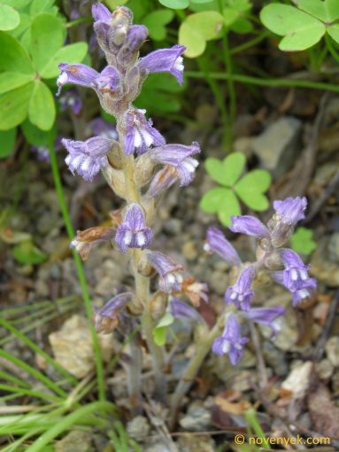 Image of undetermined plant Spain Andalusia Orobanche