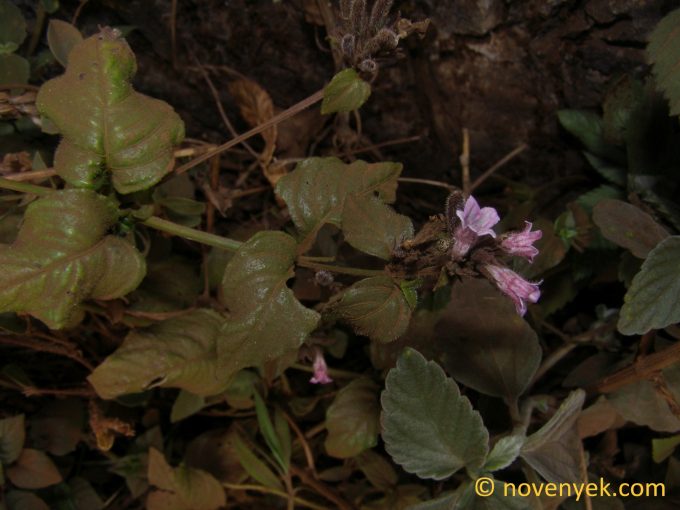 Image of undetermined plant Thailand (1)