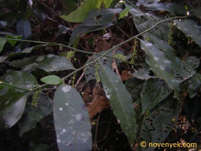 Image of undetermined plant Thailand (3)