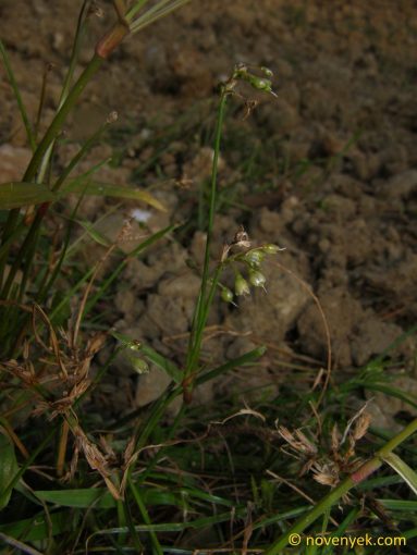 Image of undetermined plant Thailand (6)