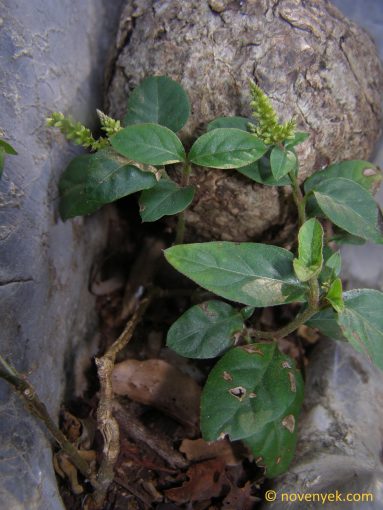 Image of undetermined plant Thailand Amaranthaceae