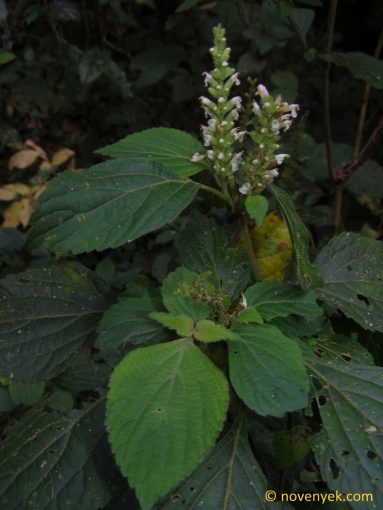 Image of undetermined plant Thailand Lamiaceae 2