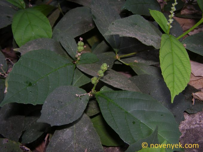 Image of undetermined plant Thailand Mallotus